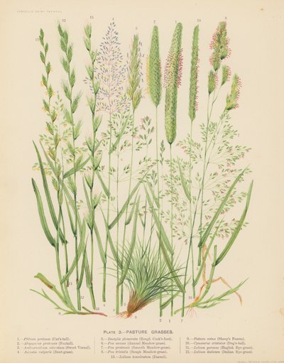 Herbes de pâturage - English School