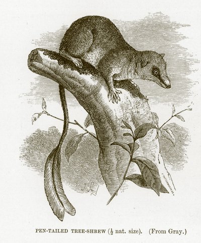 Toupaye à queue de plume, illustration de The Royal Natural History - English School