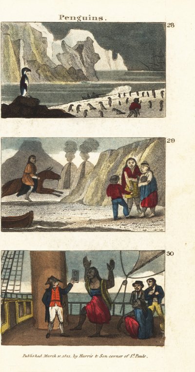 Pingouins en Amérique du Sud, géants patagons en peaux d