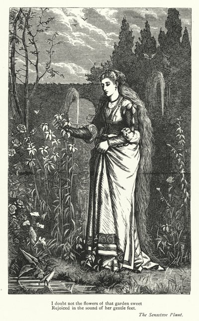Percy Bysshe Shelley : Illustration pour The Sensitive Plant (gravure) - English School