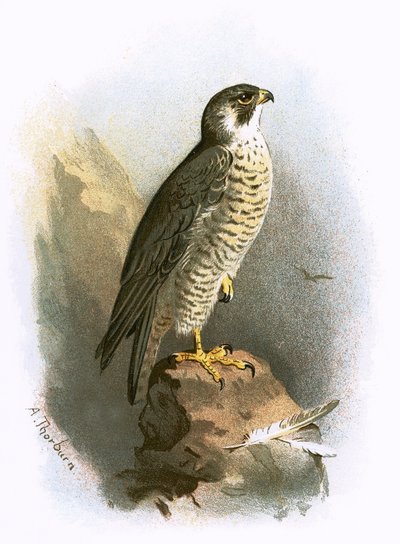 Faucon pèlerin - English School
