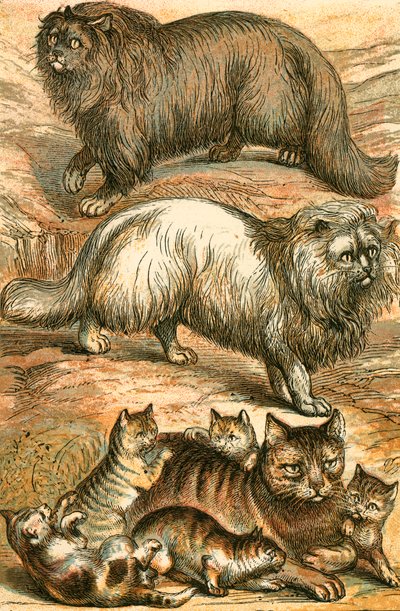 Chat persan, chat angora, chat domestique et chatons - English School