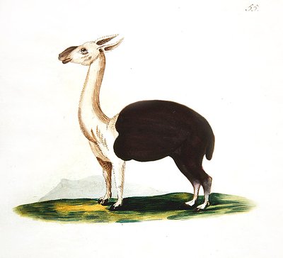 Guanaco péruvien, c.1810 - English School
