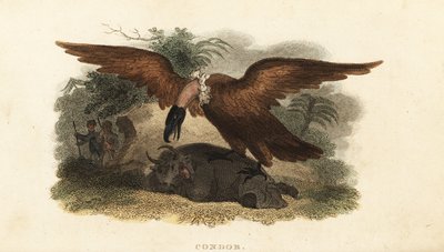Homme péruvien portant une peau de vache pour attirer un condor - English School