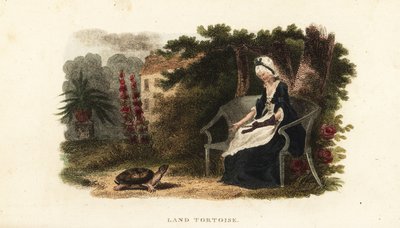 Tortue de compagnie avec sa bienfaitrice de 30 ans, une vieille dame, dans un jardin clos près de Lewes, Sussex - English School