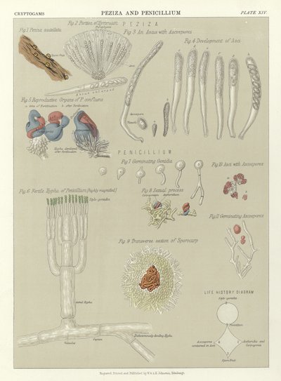 Peziza et Penicillium - English School