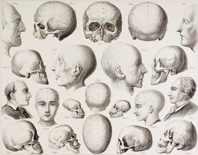 Illustration phrénologique montrant les relations psychologiques du cerveau, d