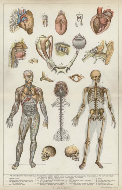 Physiologie - English School