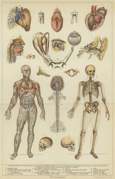 Physiologie - English School