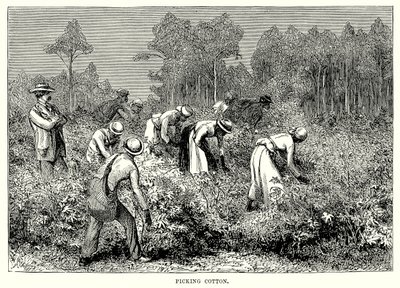 Cueillette du coton (gravure) - English School