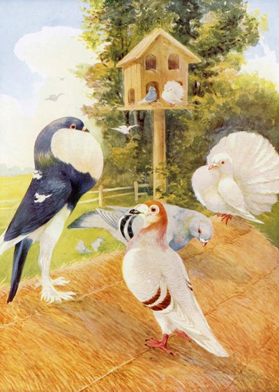 Pigeons (lithographie couleur) - English School