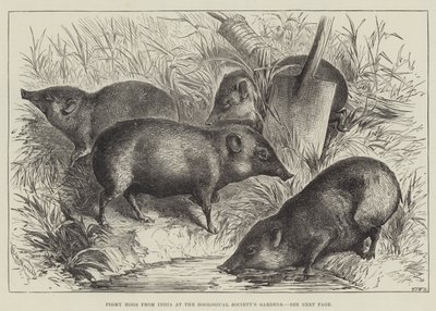 Cochons pygmées de l