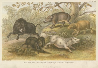 Cochons (gravure en couleur) - English School