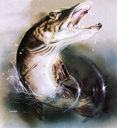 Brochet sautant - English School