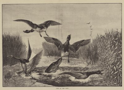 Brochet en Chasse - English School