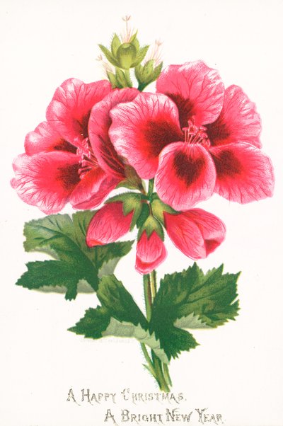 Fleurs roses, carte de Noël - English School