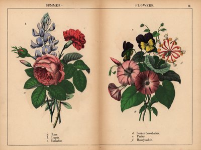 Rose chou rose, lupin bleu, œillet écarlate, grand convolvulus violet, pensée violette et jaune, et chèvrefeuille rose et orange, de 