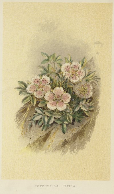 Potentille rose - English School
