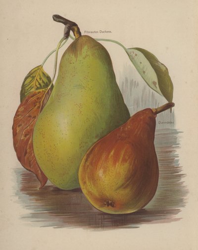 Pitmaston Duchess, Durondeau - English School
