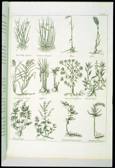Plantes de Culpeper
