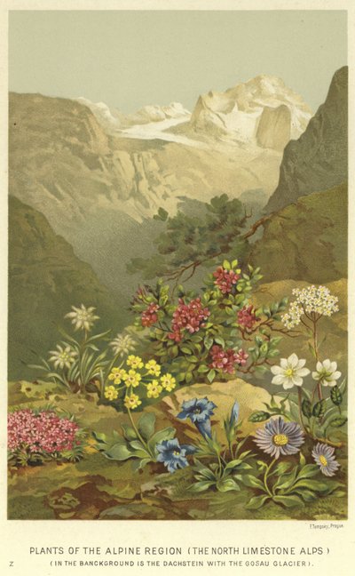 Plantes de la région alpine, les Alpes calcaires du Nord - English School