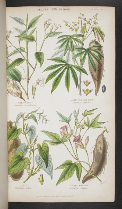 Plantes utilisées comme nourriture - English School