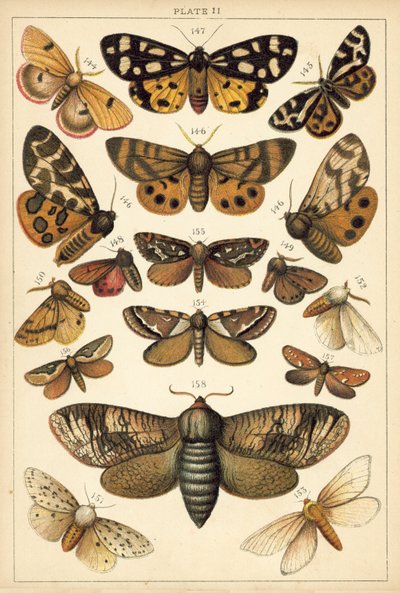 Planche de Nos papillons et mites du pays - English School