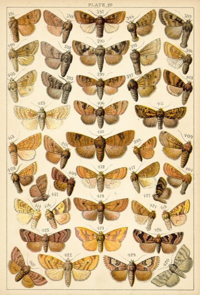 Planche de Nos papillons et mites du pays - English School