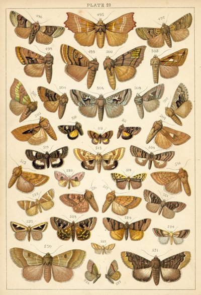 Planche de Nos papillons et mites du pays - English School