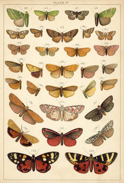 Planche de Nos papillons et mites du pays - English School