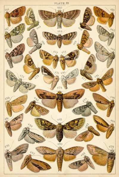 Planche de Nos papillons et mites du pays - English School