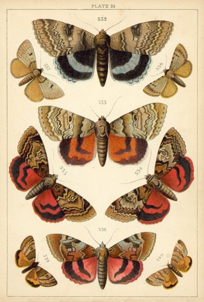 Planche de Nos papillons et mites du pays - English School