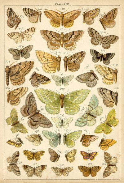 Planche de Nos papillons et mites du pays - English School