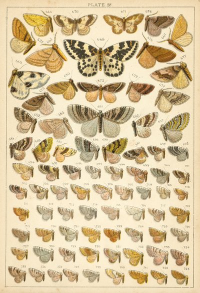 Planche de Nos papillons et mites du pays - English School