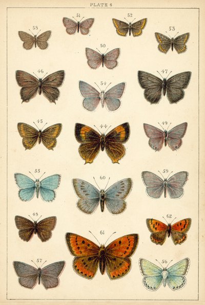 Planche de Nos papillons et mites du pays - English School