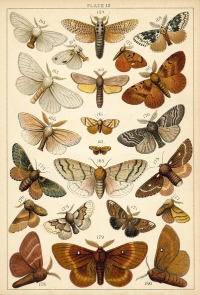 Planche de Nos papillons et mites du pays - English School