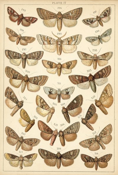 Planche de Nos papillons et mites du pays - English School