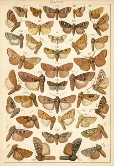 Planche de Nos papillons et mites du pays - English School