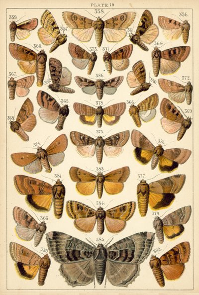 Planche de Nos papillons et mites du pays - English School