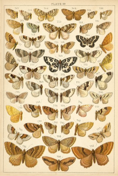 Planche de Nos papillons et mites du pays - English School