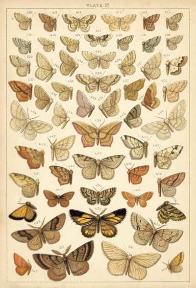 Planche de Nos papillons et mites du pays - English School
