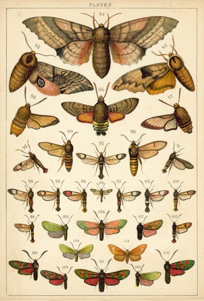 Planche de Nos papillons et mites du pays - English School