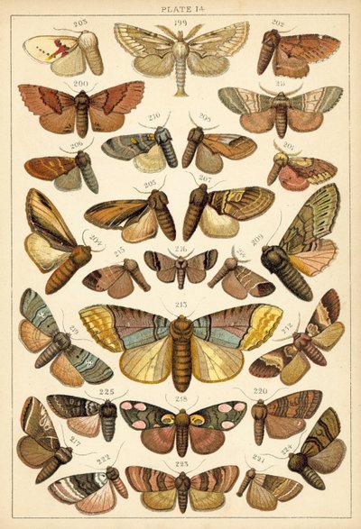 Planche de Nos papillons et mites du pays - English School