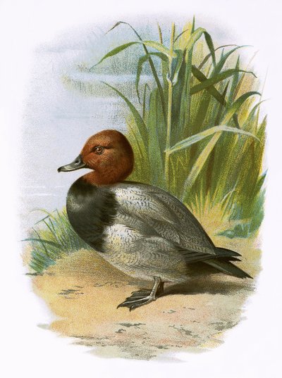 Fuligule milouin - English School
