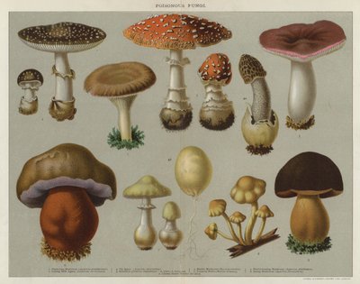 Champignons vénéneux - English School