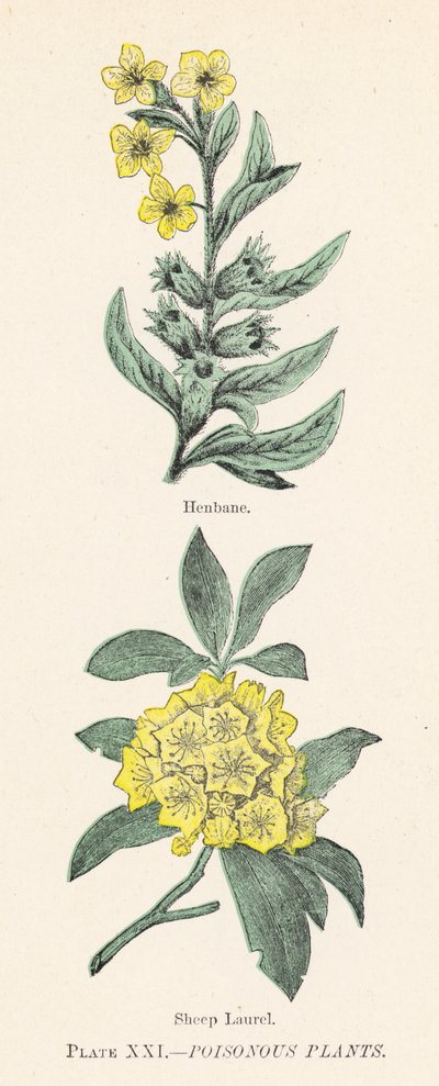 Plantes vénéneuses - English School
