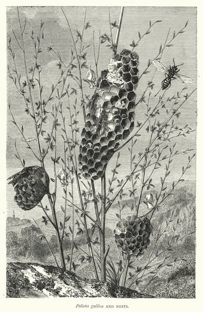 Polistes gallica et Nids - English School
