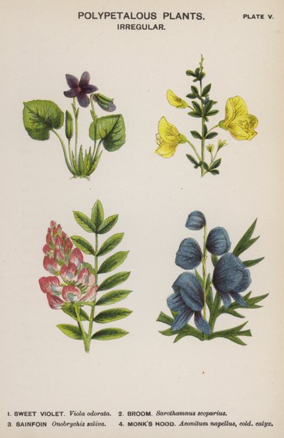 Plantes polypétales, irrégulières - English School