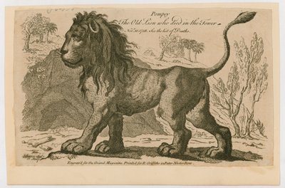 Pompey, le lion le plus populaire de la Tour de Londres. 1758 - English School
