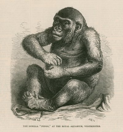 Pongo à l
